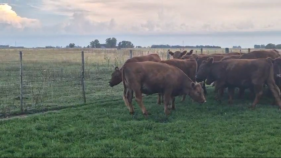 Lote 30 Vaquillonas P/ entorar