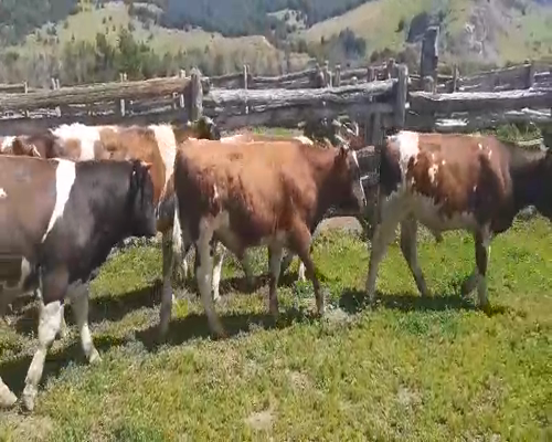 Lote 50 Ternero en Coyhaique, XI Región Aysén