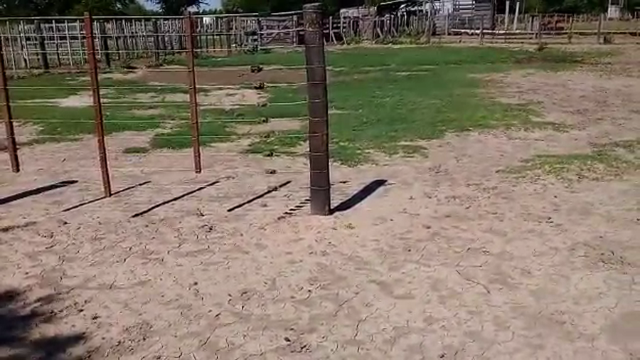 Lote 33 Vacas de invernar en Gral. San Martín, Chaco