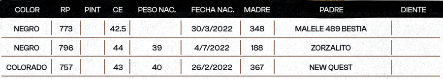 Lote "TRES MOLINOS" TOROS  P.C.