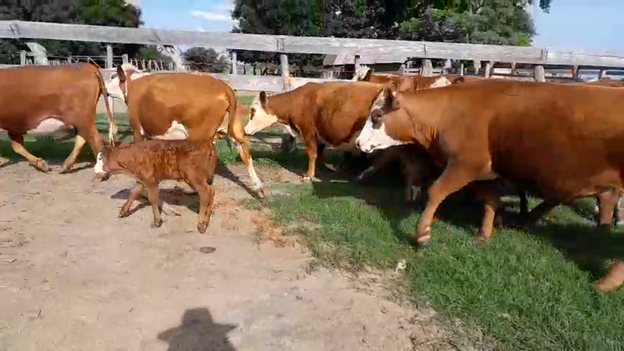 Lote 26 Vaquillonas preñadas