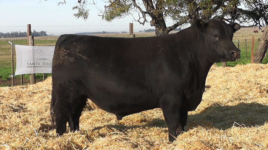 Lote Toro PP