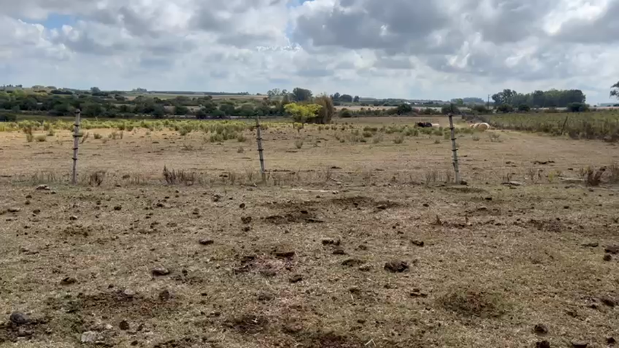 Lote 11 Vaquillonas y Vacas en Colonia