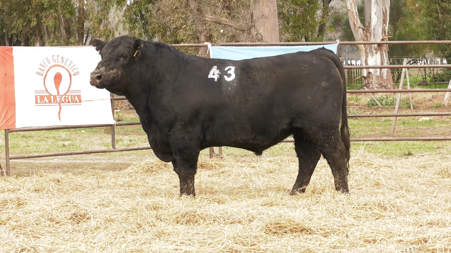 Lote TOROS ANGUS NEGROS  PC
