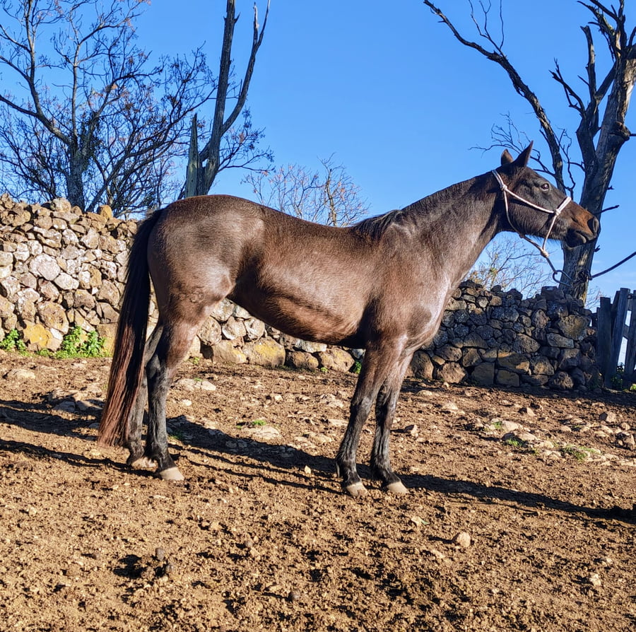 Lote SOLITARIA DON SALVADOR