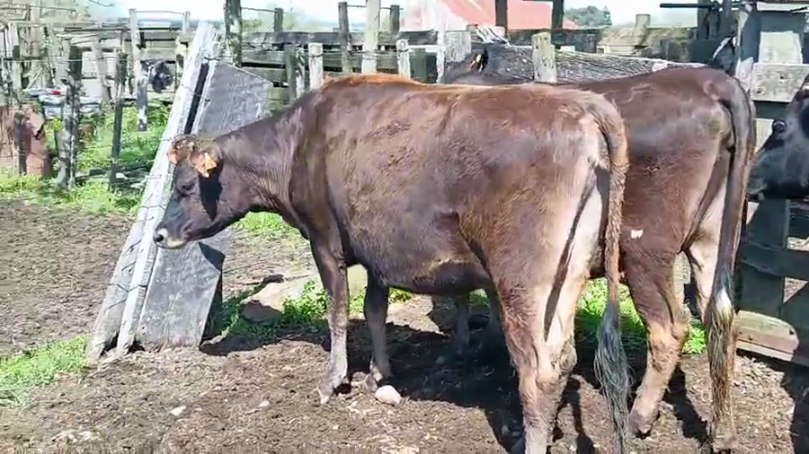 Lote 3 Vaquillonas  a remate en Pantalla Camy 400kg - , San José