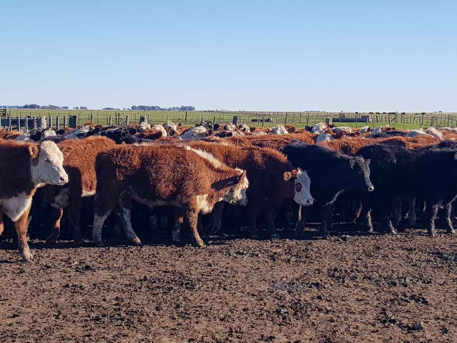 Lote 65 Terneros en Benito Juárez, Buenos Aires