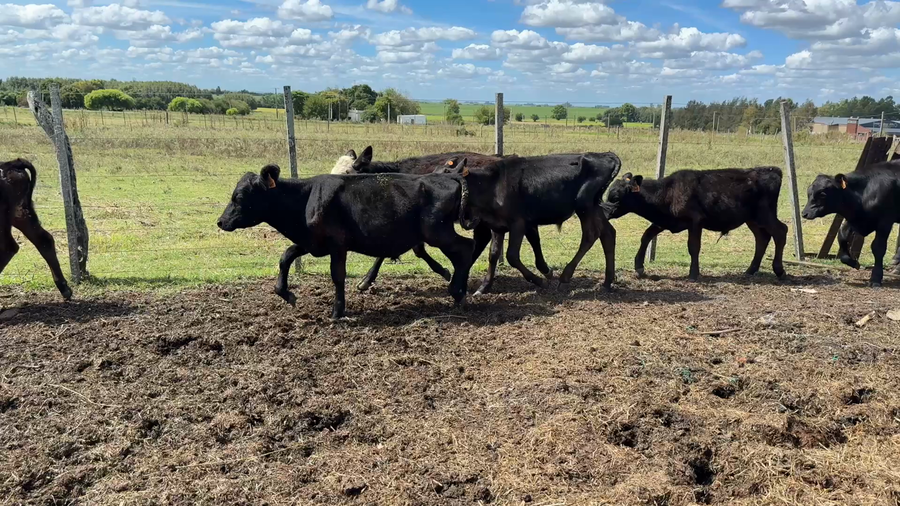 Lote TERNEROS Y TERNERAS