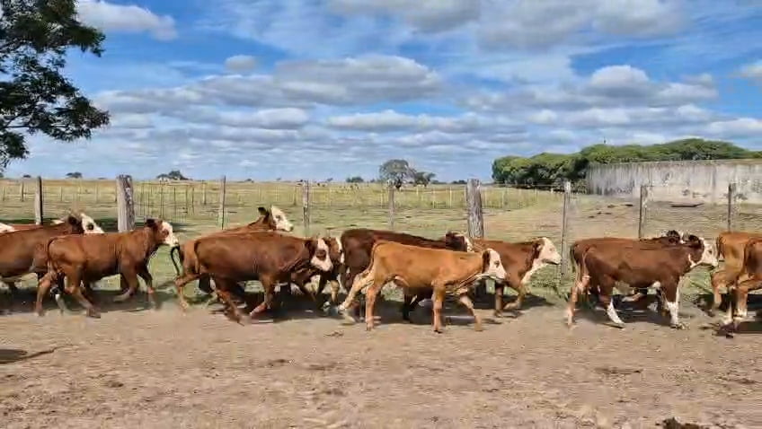 Lote 160 Terneros en Corrientes, Curuzu Cuatia