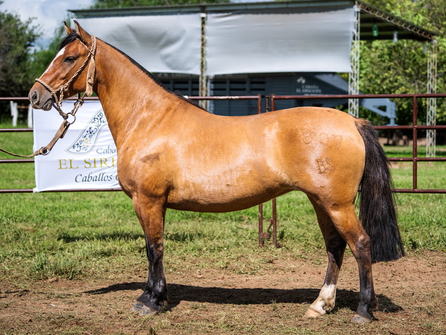 Lote SIRIGOTE LECHE HERVIDA