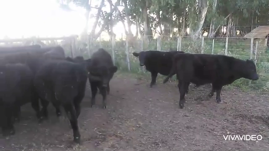 Lote 18 Terneros en Benito Juárez, Buenos Aires
