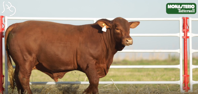 Lote TOROS GENERALES, CONTROLADOS Y REGISTRADOS
