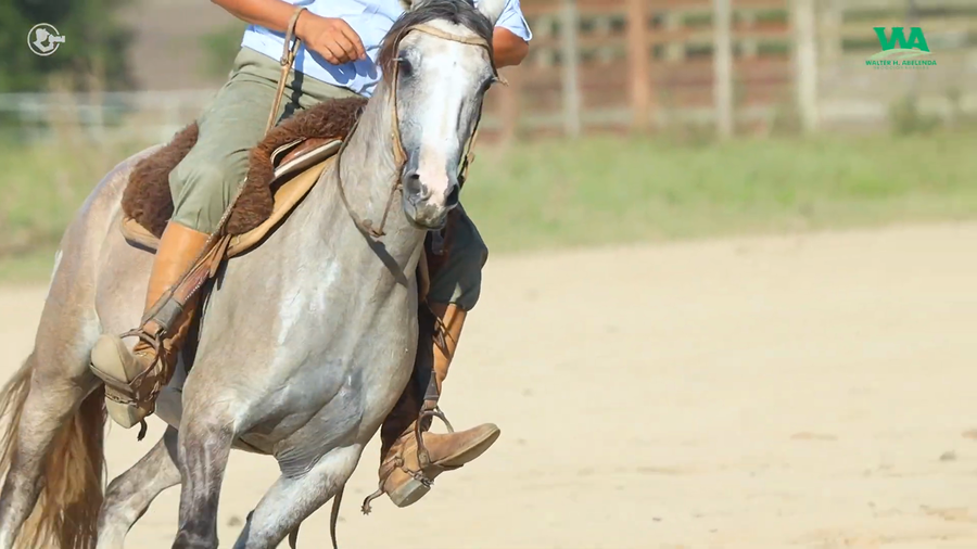 Lote CONSTANCIA JOSE IGNACIO