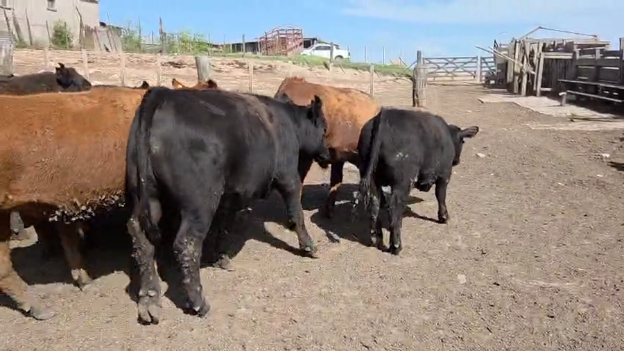 Lote 80 Novillitos en Buenos Aires, Tres Arroyos