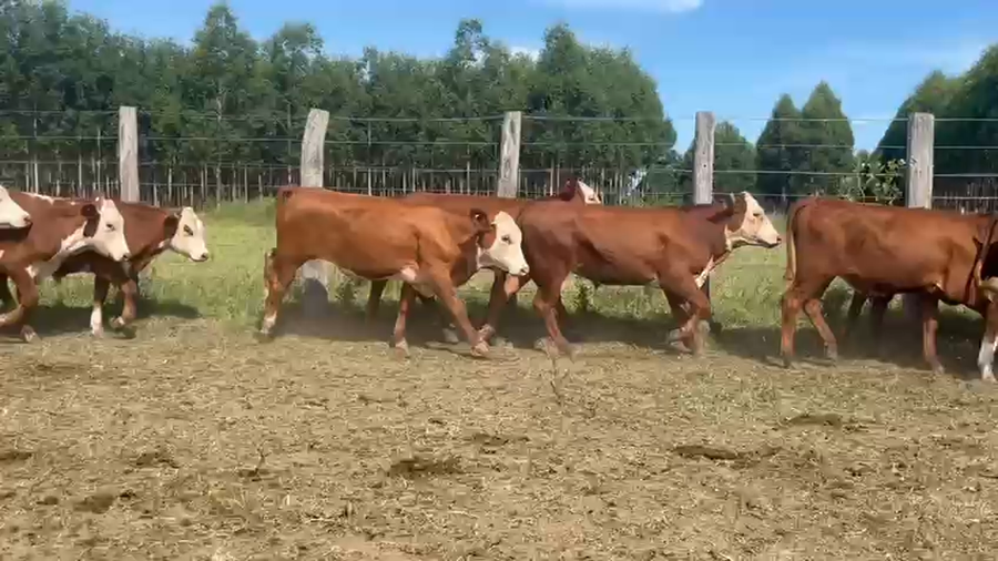 Lote 108 Terneros en Corrientes, Curuzú-Cuatiá