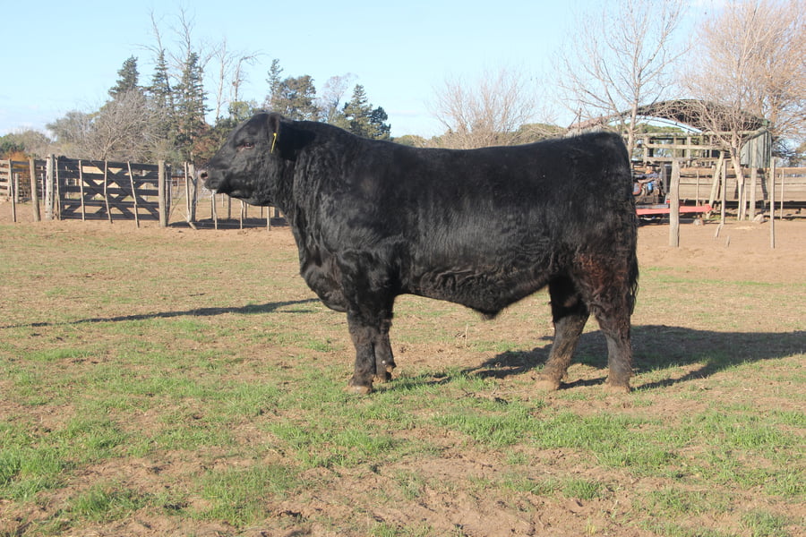 Lote TOROS PUROS DE PEDIGREE