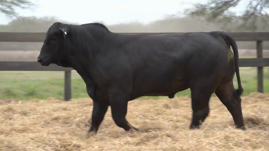 Lote Toros Brangus