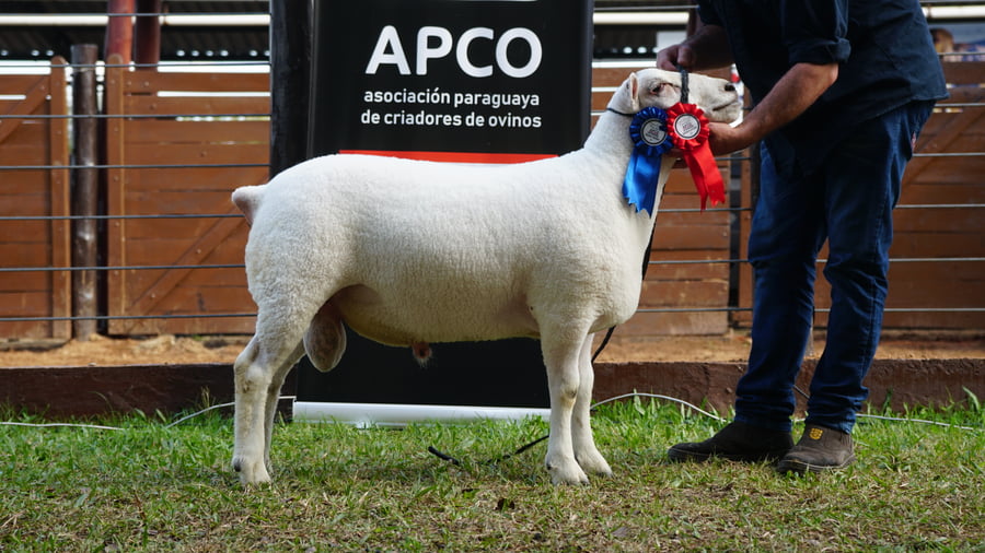 Lote Texel Expo Internacional 2022 - Lote 31