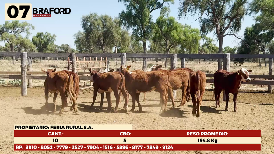 Lote LOTE 7 HEMBRAS TIPO BRAFORD