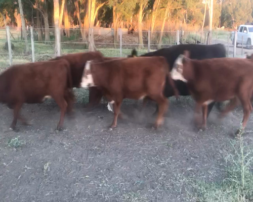 Lote 30 Terneras en Coronel Suarez, Buenos Aires