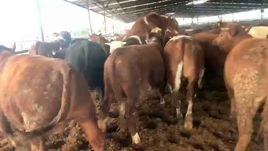 Lote 45 Novillo Gordo en Linares, VII  Región Maule