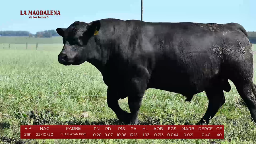 Lote Toros a remate en La Magdalena y San Carlos, Artigas