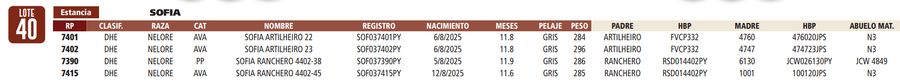 Lote LOTE 40