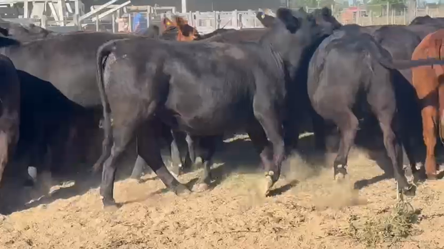Lote 30 Vaquillonas preñadas