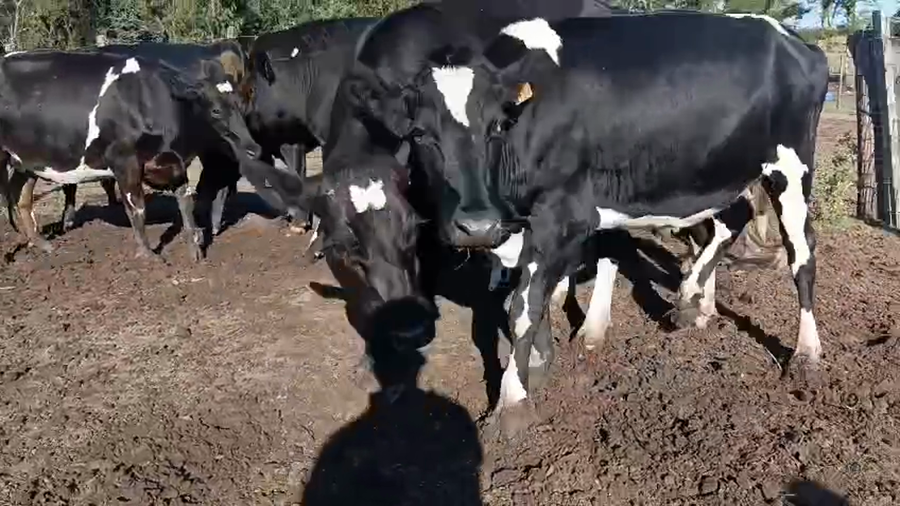 Lote 9 Vaquillonas  a remate en Pantalla Camy, San José