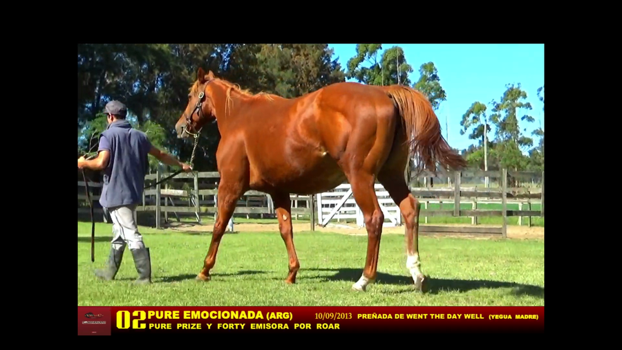 Lote PURE EMOCIONADA (ARG)