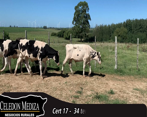 Lote (Vendido)34 Terneros Holando HO a remate en 14 remate por pantalla - Celedón 201kg - , Colonia