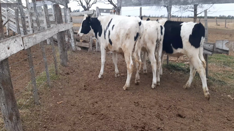 Lote 3 Terneros en Sunchales, Santa Fe