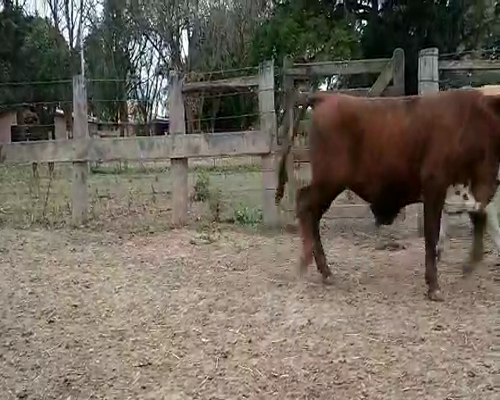 Lote 110 Terneros en Misión San Fco., Formosa