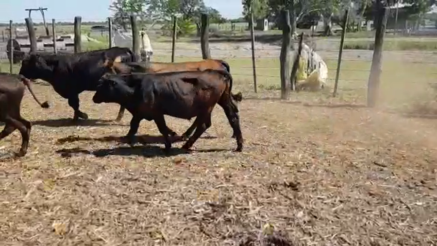 Lote 80 Terneros en Villa Ángela, Chaco