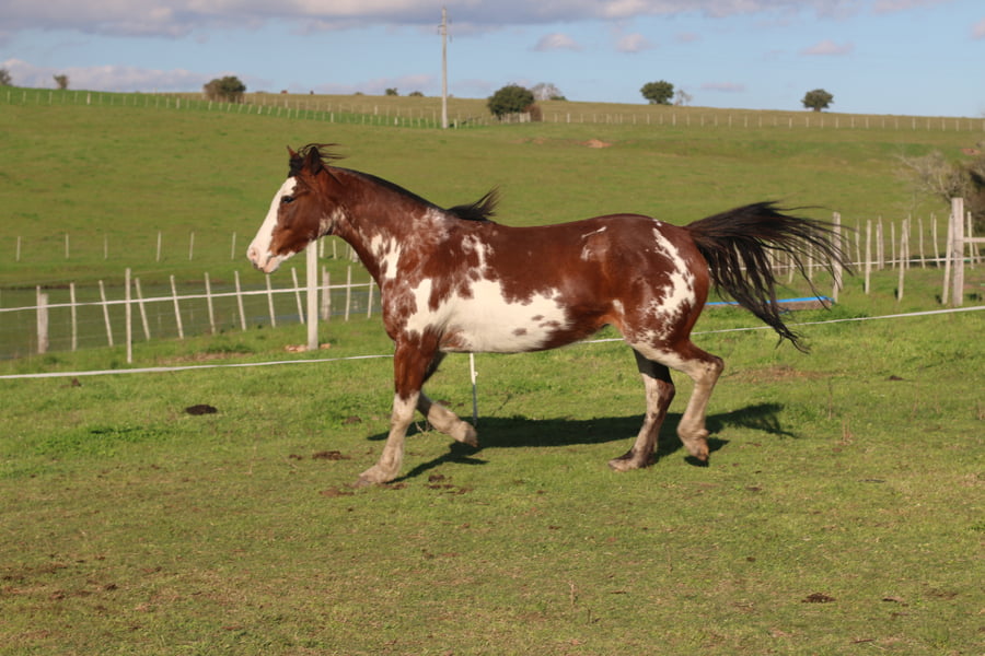 Lote TRADICION DEL CONVENTOS