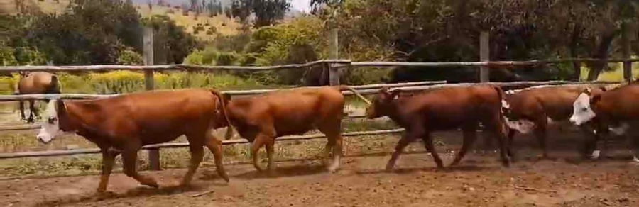 Lote 36 Vaquilla Engorda en V  Región Valparaíso, Puchuncaví