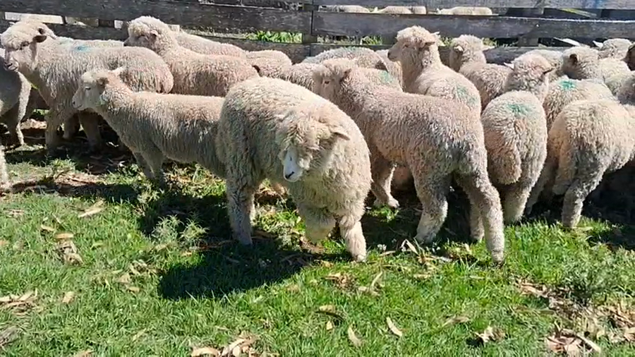 Lote 55 Corderos a remate en Ultima pantalla del año - Escritorio Camy 30kg - , San José