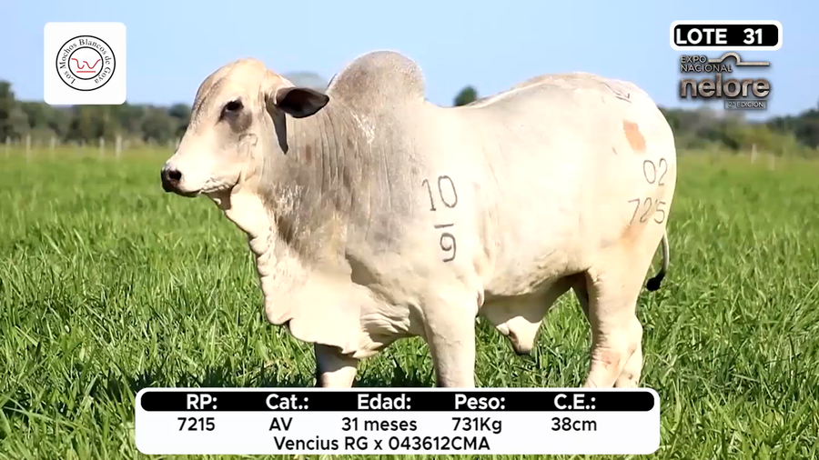 Lote Nacional Nelore Campo - Lote 31