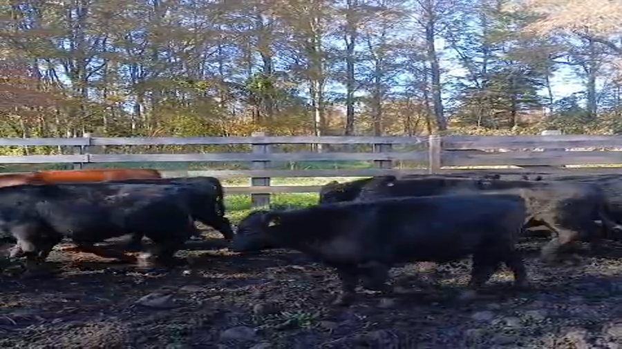 Lote 50 Novillo Engorda en Cunco, IX Región Araucanía