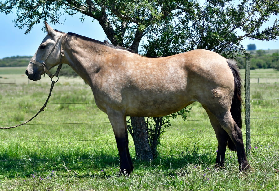 Lote Katinka La Garrapata