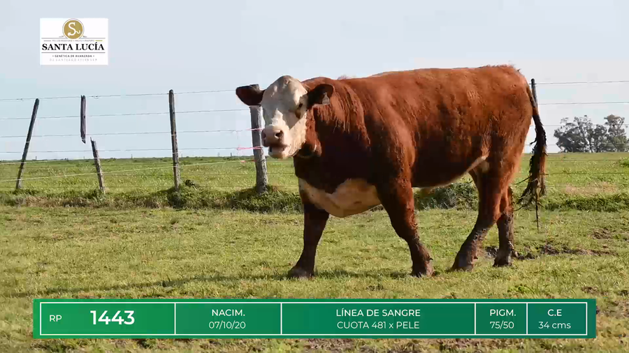 Lote TOROS HEREFORD