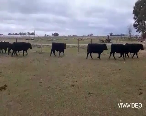 Lote 50 Novillitos en Brandsen, Buenos Aires