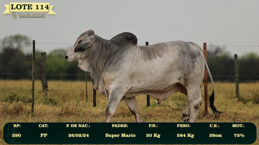 Lote LOTE 114