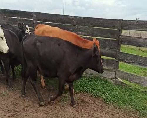 Lote VAQUILLONAS ENTRE 330 Y 340KG