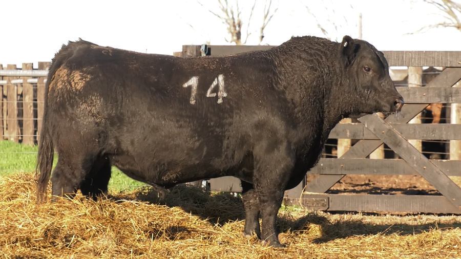 Lote TOROS ANGUS PURO CONTROLADO