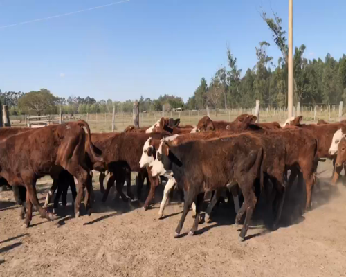 Lote 83 Terneros/as en Corrientes, Bella Vista