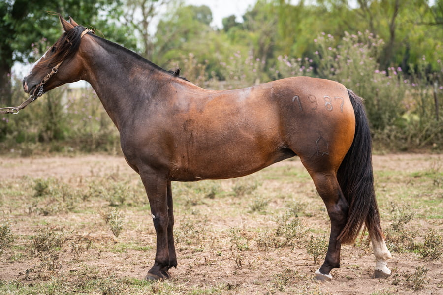 Lote PERDIDA COMADRE