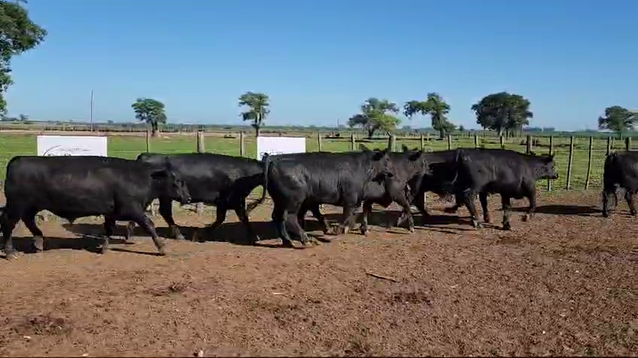 Lote 36 Novillos exportación UE Hilton