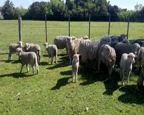 Lote 80 Ovejas piezas de cría a remate en Feria por pantalla, San José