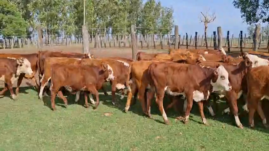 Lote 100 Terneras